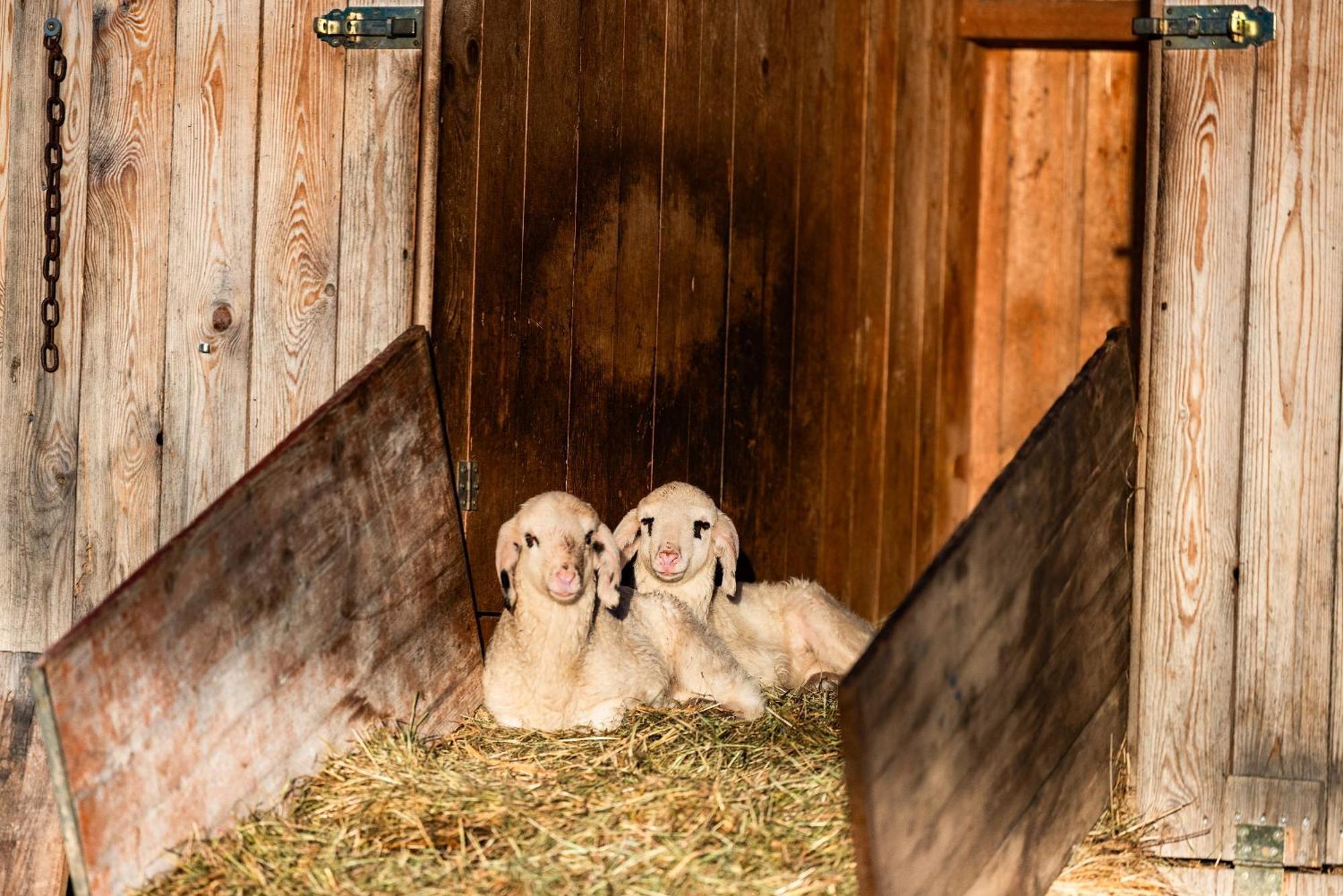 Séjour à la ferme Wassererlehen